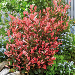 Photinia fraseri ‘Little Fenna‘