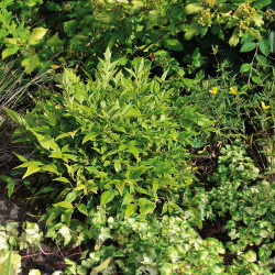 Nandina domestica ‘Lemon Lime’ Magical