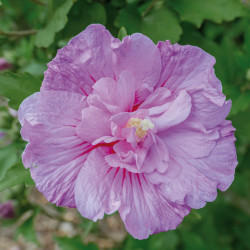 Hibiscus syriacus ‘Lavender Chiffon‘