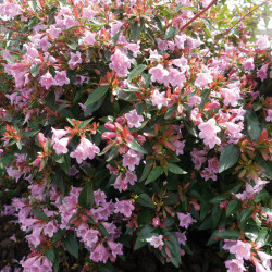 Abelia grandiflora ‘Edouard Goucher’