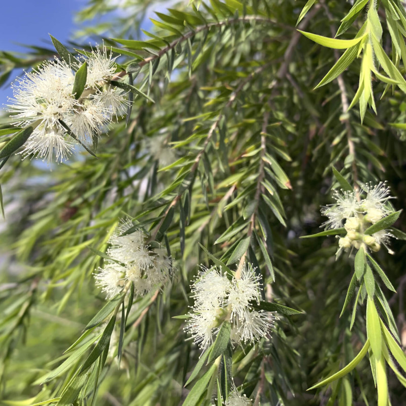 Callistemon salignus