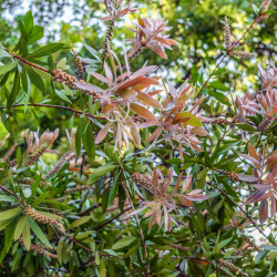 Callistemon salignus