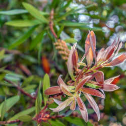 Callistemon salignus