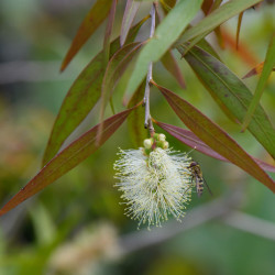 Callistemon salignus