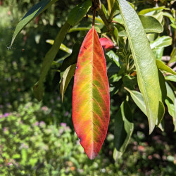 Aesculus neglecta ‘Autumn Fire‘