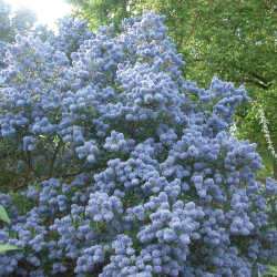 Ceanothus Concha