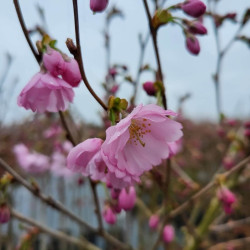 Prunus ‘Accolade’