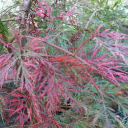 Acer palmatum Emerald Lace