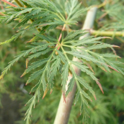 Acer palmatum Emerald Lace