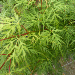 Acer palmatum Emerald Lace