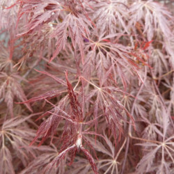 Acer palmatum ‘Inaba-shidare’