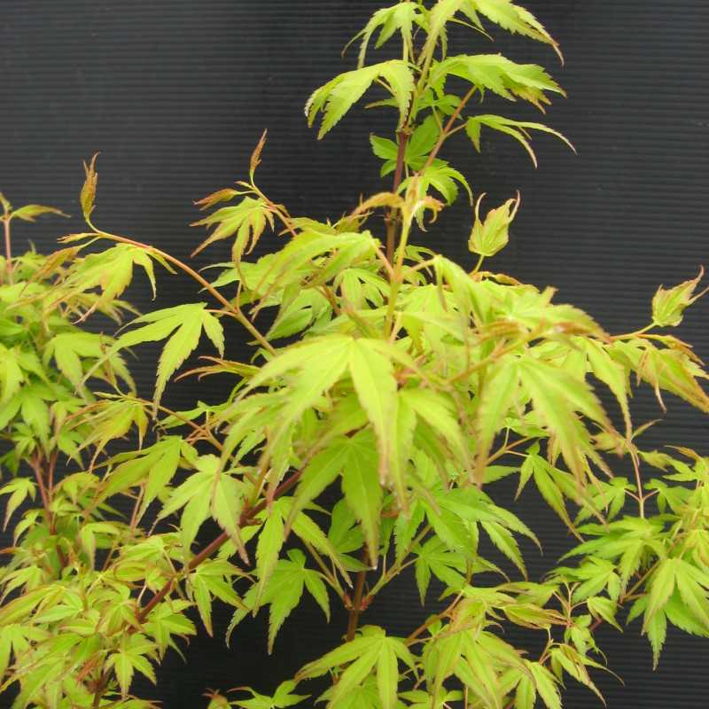 Acer palmatum Katsura