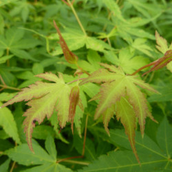 Acer palmatum Katsura