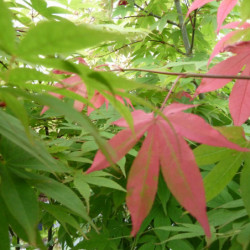 Acer palmatum Osakazuki