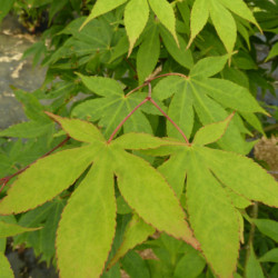 Acer palmatum Osakazuki