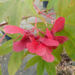 Acer palmatum Osakazuki