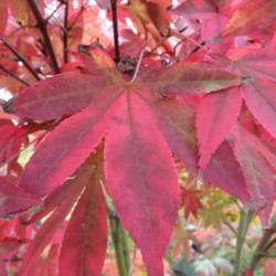 Acer palmatum Osakazuki