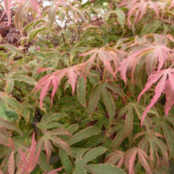 Acer palmatum ‘Shirazz’ - Érable du Japon