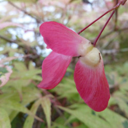 Acer palmatum Shirazz