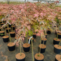 Acer palmatum Shirazz