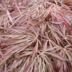 Acer palmatum ‘Tamukeyama’