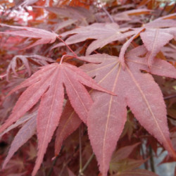 ACER PALMATUM ‘YEZO-NISHIKI’ - Érable du Japon