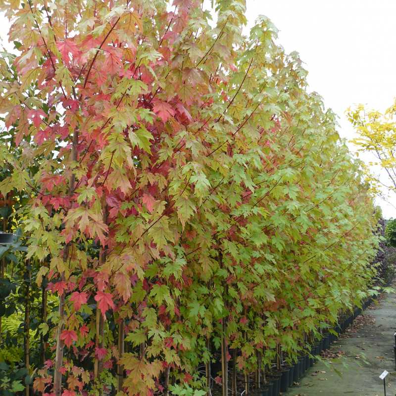 Acer freemanii Jeffersred Autumn Blaze 