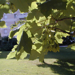 Acer pseudoplatanus