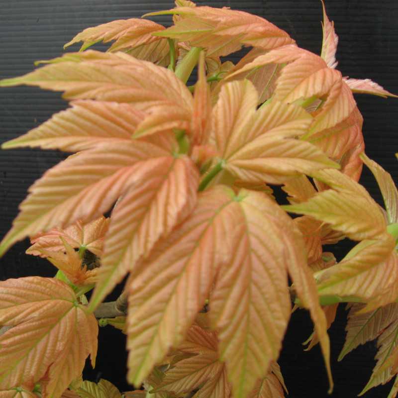 Acer pseudoplatanus ‘Brilliantissimum’