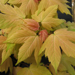 Acer pseudoplatanus ‘Brilliantissimum’