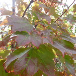 Acer rubrum Brandywine