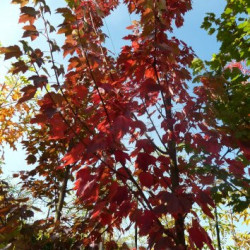 Acer rubrum Brandywine