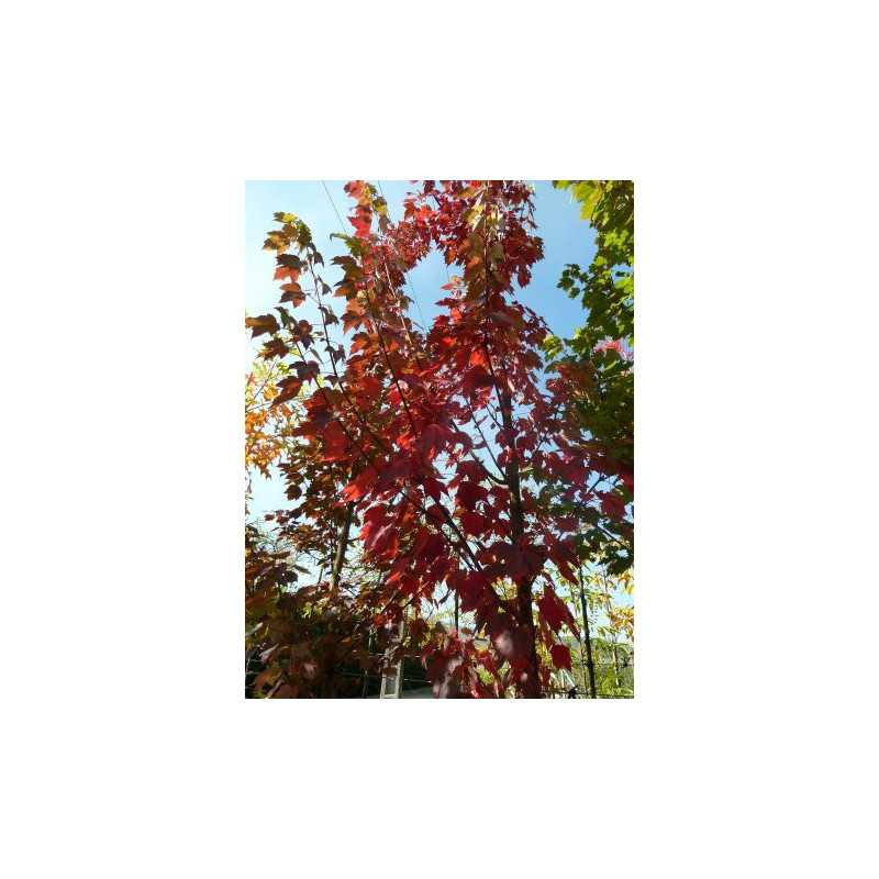 Acer rubrum Brandywine