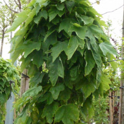 Acer rubrum ‘Green Pillar’