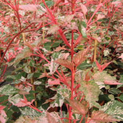 Acer conspicuum Red Flamingo