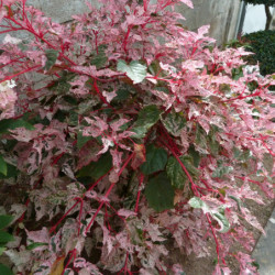 Acer conspicuum Red Flamingo