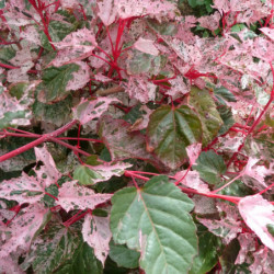 Acer conspicuum Red Flamingo