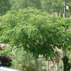 Albizia julibrissin Ombrella