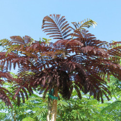 Albizia julibrissin ‘Summer Chocolate’ - Arbre à soie