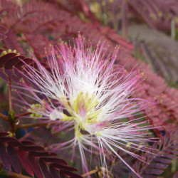 Albizia julibrissin ‘Summer Chocolate’ - Arbre à soie