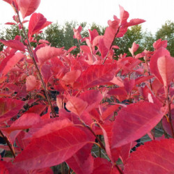 Amelanchier canadensis