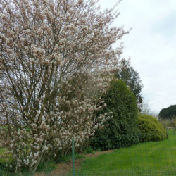 Amelanchier canadensis