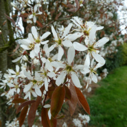 Amelanchier canadensis