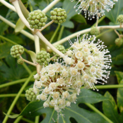 Fatsia japonica