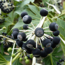 Fatsia japonica