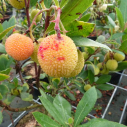 Arbutus unedo 