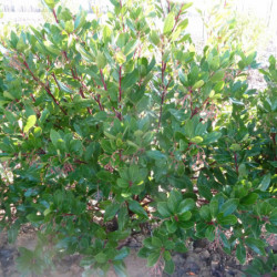 Arbutus unedo 