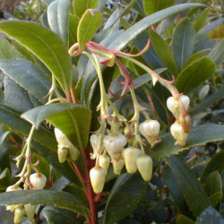 Arbutus unedo ‘Compacta’ - Arbousier