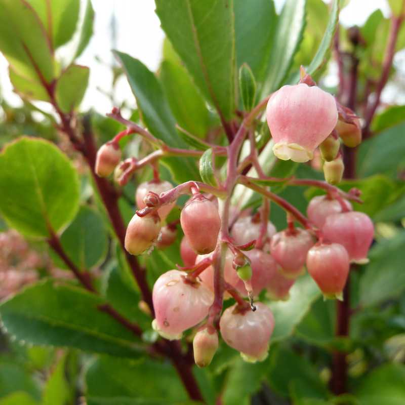 Arbutus unedo Rubra