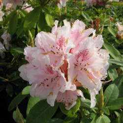 Rhododendron ‘Albert Schweitzer’